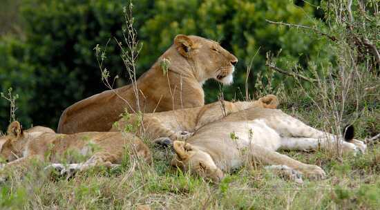 male lion kenya africa picture_138 - Classroom Clip Art