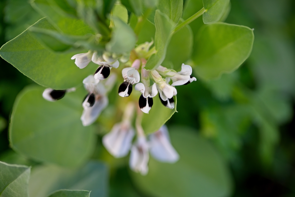 flowering fava beans 2103 Classroom Clip