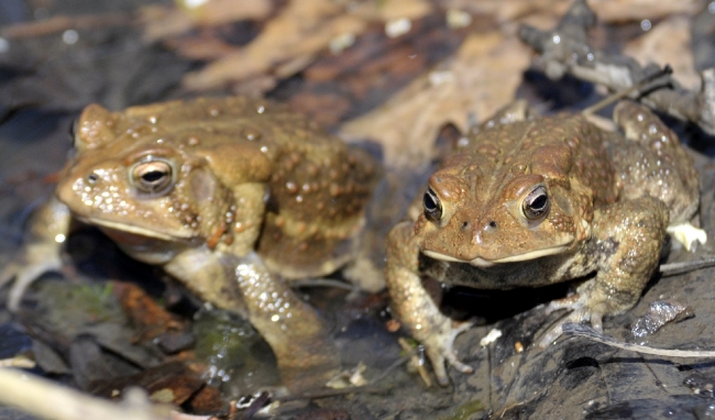 Amphibian Pictures-frog american toad in pond 30