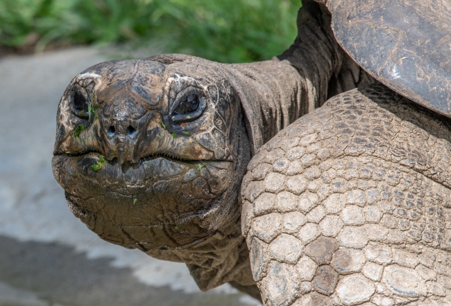 geochelone gigantea aldabra tortoise photo - Classroom Clip Art