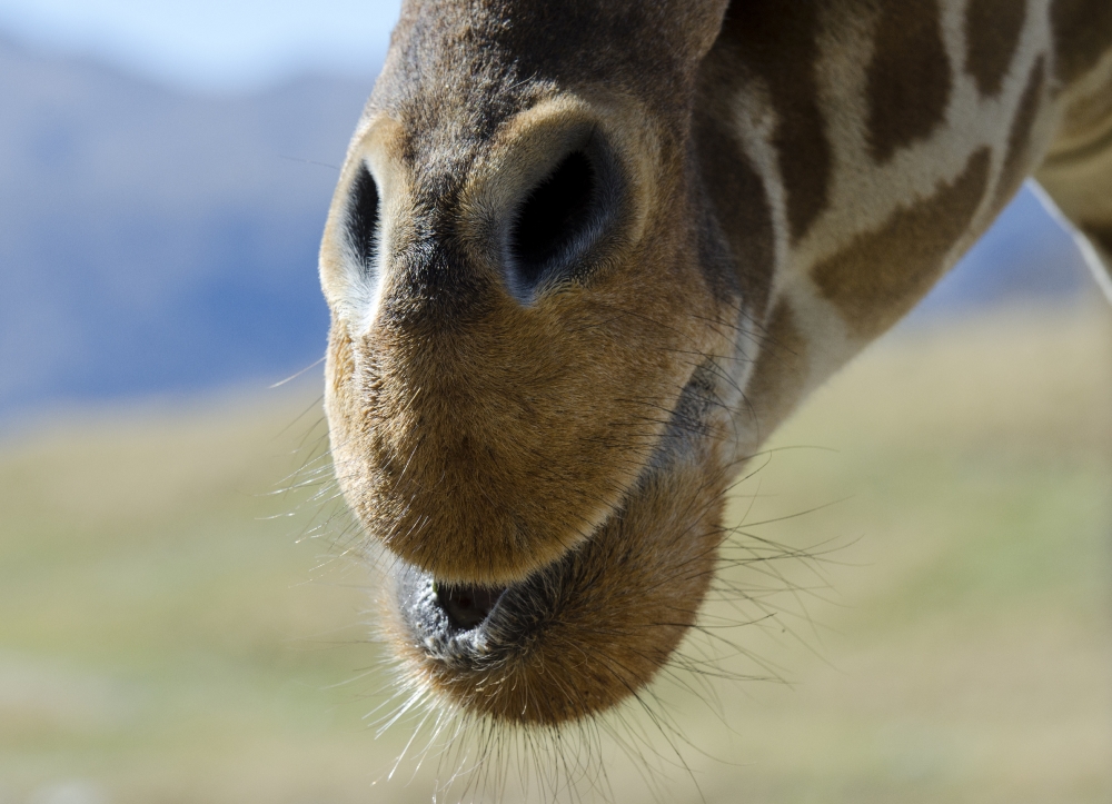 giraffe nose mouth closeup 307 - Classroom Clip Art