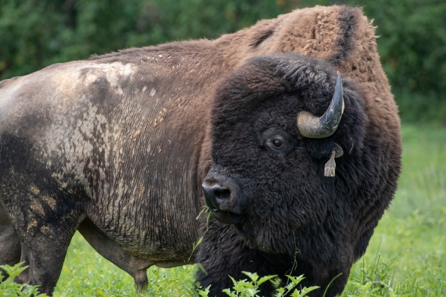 group of american bison eating grass photo - Classroom Clip Art