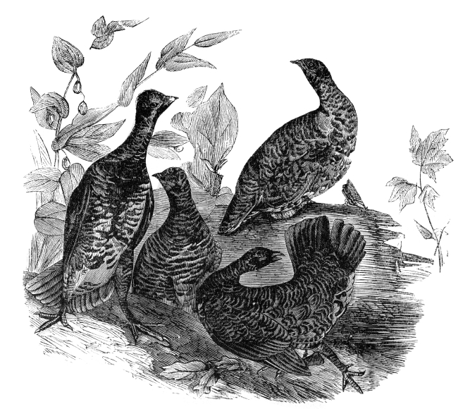 group of grouse birds engraved illustration - Classroom Clip Art