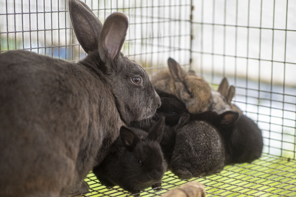 group of rabbits in a cage - Classroom Clip Art