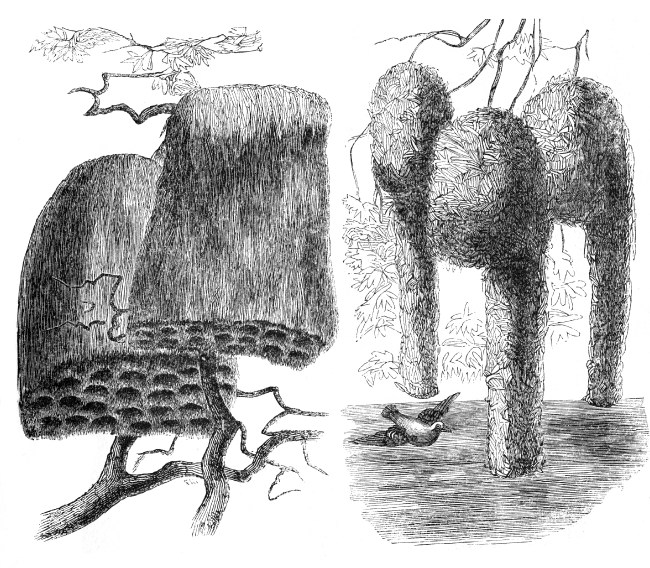 hanging bird nests of weavers engraved illustration Classroom Clip Art