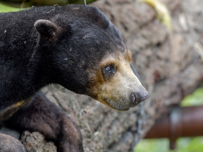 helarctos malayanus euryspilus sun bear photo - Classroom Clip Art