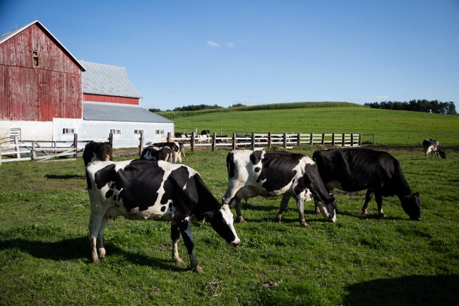 Holstein dairy cows - Classroom Clipart
