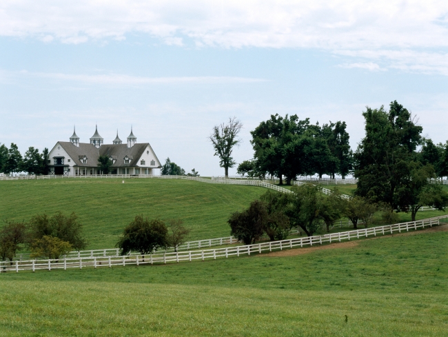 Horses graze on a farm in Kentucky bluegrass - Classroom Clip Art