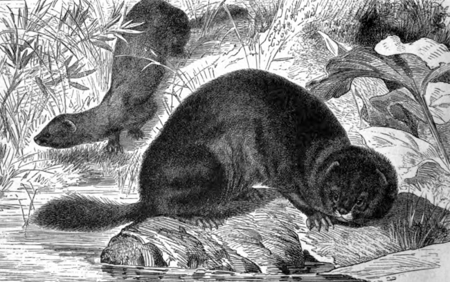 Animal Illustrations-mink animal animal historical illustration