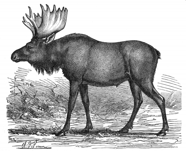 moose elk illustration - Classroom Clip Art