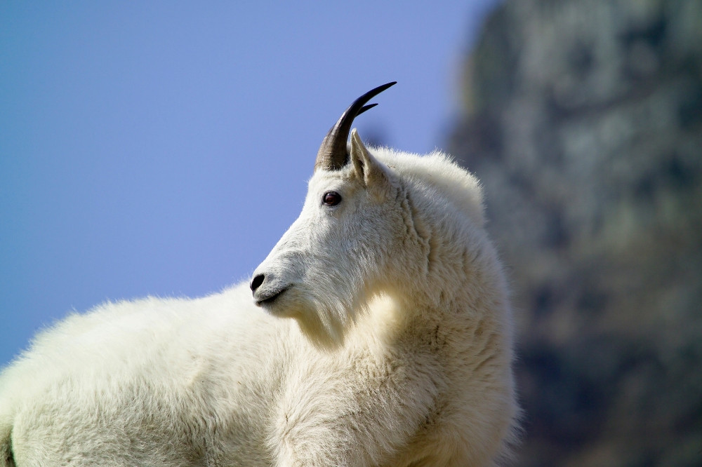 Mountain goat - Classroom Clip Art