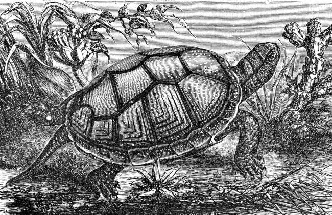 mud tortoismud tortoise illustration e 451 - Classroom Clip Art