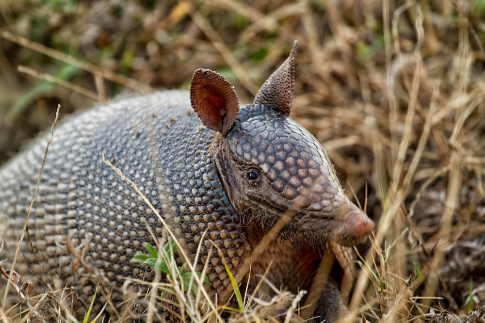 Nine Banded Armadillo Classroom Clipart