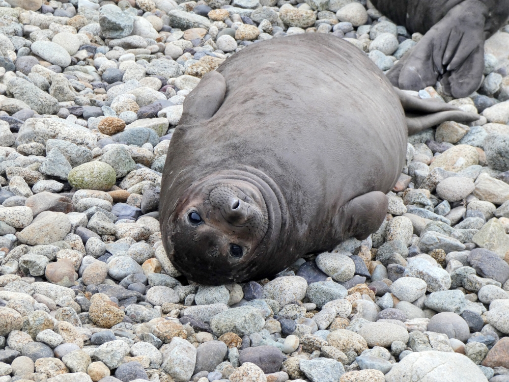 Free partially molted weaned elepant seal pup - Classroom Clipart