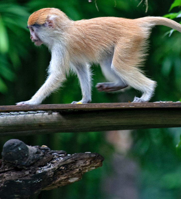 Patas Monkey Photo Image 7974b - Classroom Clip Art