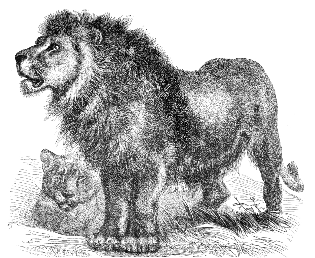 persian lion illustration - Classroom Clipart