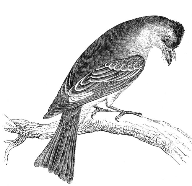 Bird Illustrations-phoebe bird illustration