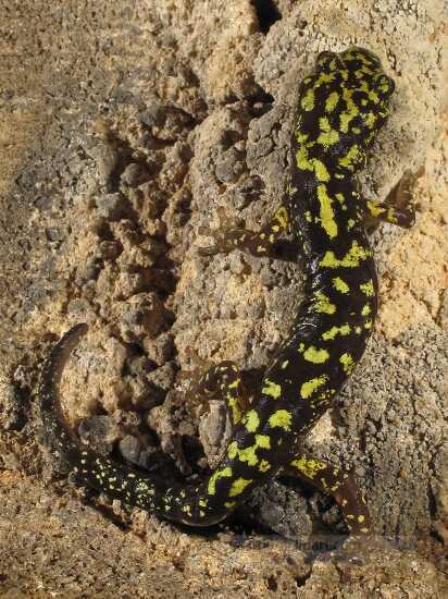 Photo Of A Green Salamander Aneides Aeneus - Classroom Clip Art