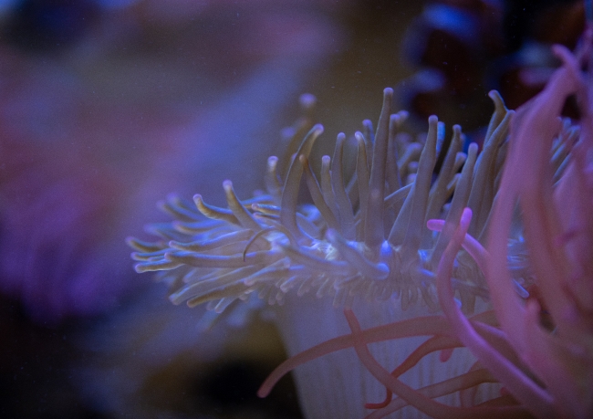 Free photo of clownfish symbiotic relationship with stinging sea anem ...