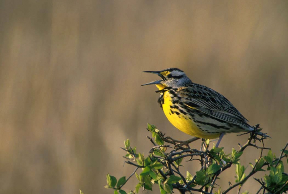 photo-western-meadowlark-bird-kansas - Classroom Clip Art