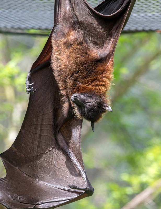 Pteropus Hypomelanus Island Flying Fox Bat - Classroom Clip Art