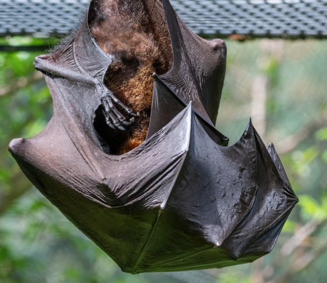 pteropus hypomelanus island flying fox bat photo - Classroom Clip Art