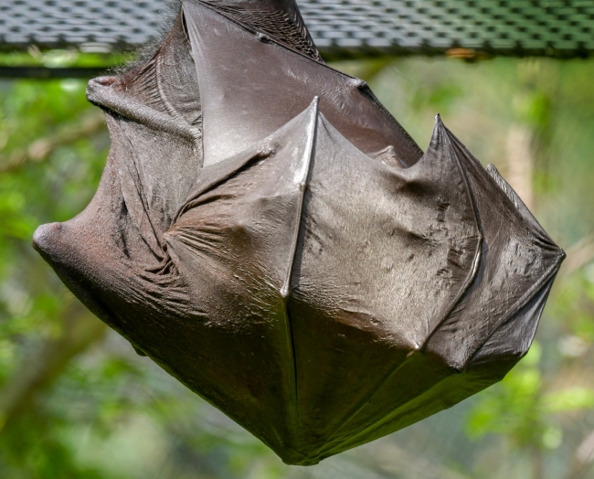 pteropus hypomelanus island flying fox bat photo - Classroom Clip Art