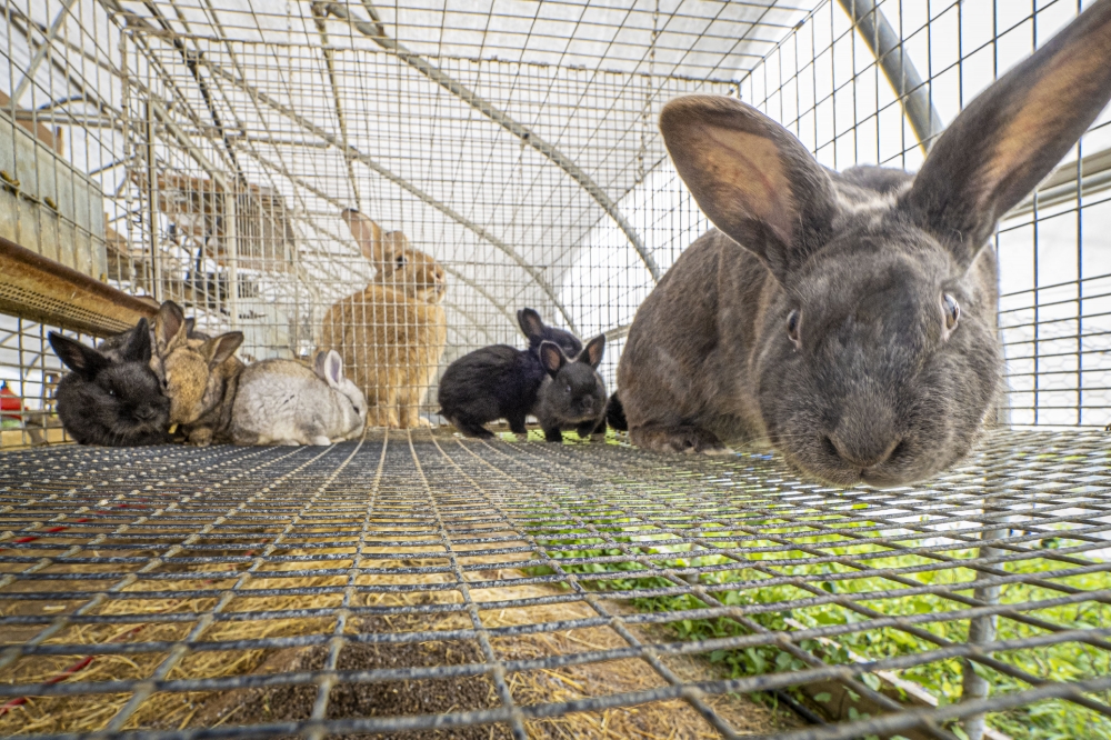 rabbits at a farm - Classroom Clip Art