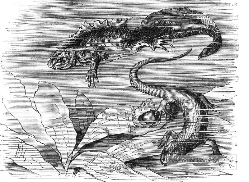 salamander Illustration - Classroom Clip Art