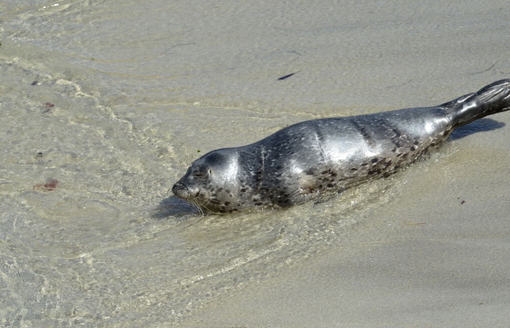 seal cooling off in the water Classroom Clip Art