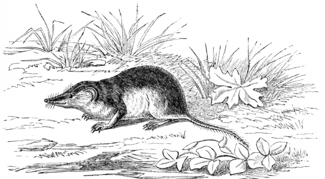 Mammal Illustrations shrew mouse illustration