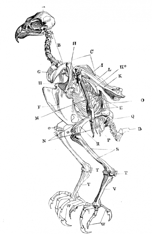 skeleton bird illustration - Classroom Clip Art