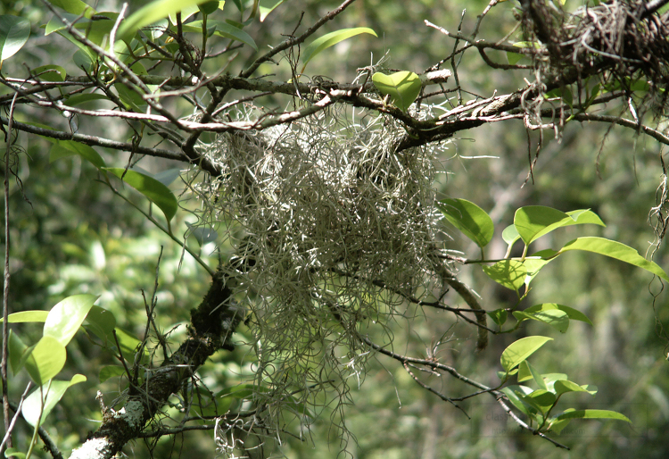 Spanish moss growing on tree Classroom Clip Art