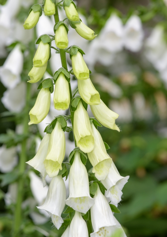 Tubular shaped white foxglove flower - Classroom Clip Art