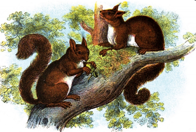 Two Squirrels In Tree Color Illustration - Classroom Clipart