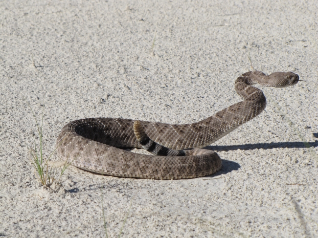 Western Diamondback Rattlesnake white sands new mexico - Classroom Clipart