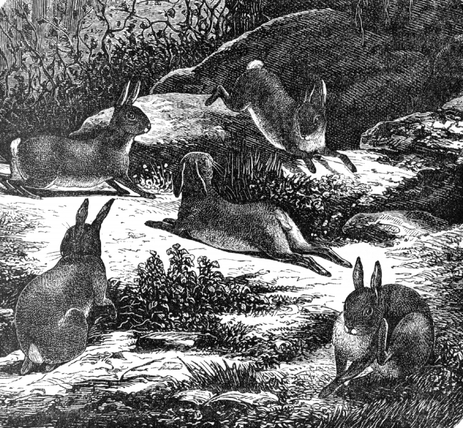 wild rabbits illustration - Classroom Clip Art