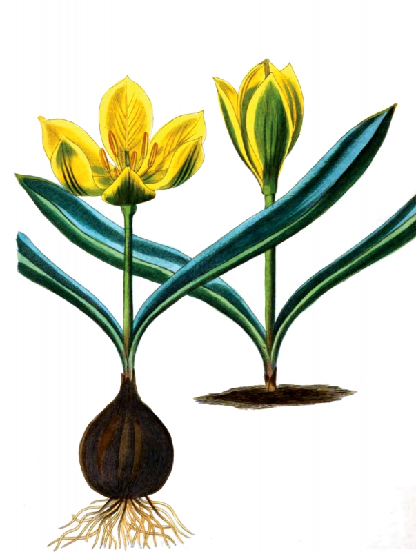 Plants Flowers Tree Illustrationsyellow tulips with bulbs flower