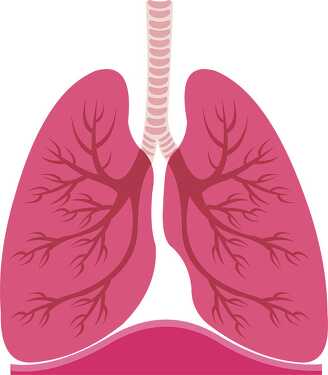 A Respiratory system lungs bronchi trachea clipart - Classroom Clip Art