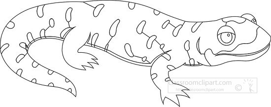 amphibian salamander black outline clipart - Classroom Clip Art