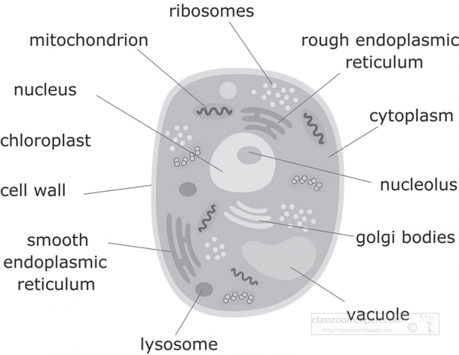 Animal Cell Structure Gray Color - Classroom Clipart