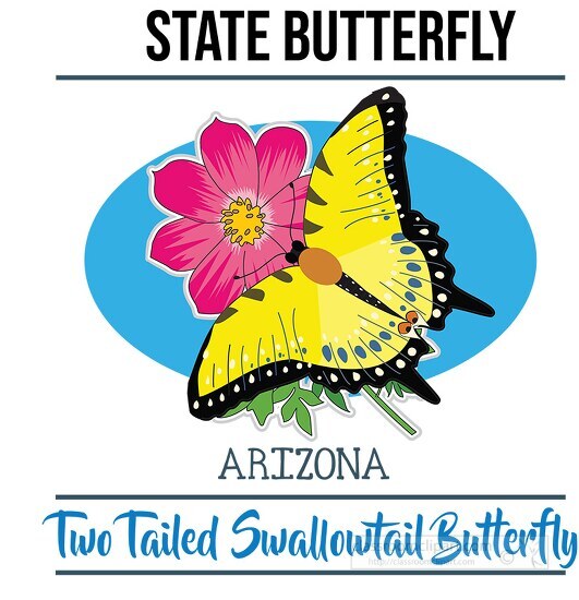 arizona state butterfly two tailed swallowtail butterfly vector ...