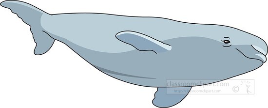 Ocean Mammals Clipart Beluga Whale Clipart 