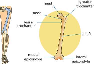 Bone Structure Human Face And Skull Clipart Classroom Clip Art 2514