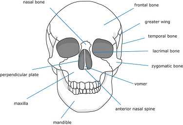 bone structure human face and skull clipart Classroom Clip Art