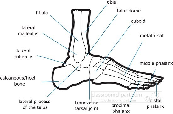 bone structure of the human foot outline clipart - Classroom Clip Art