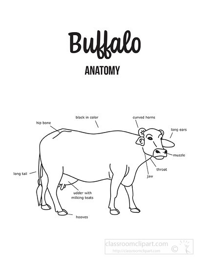 Buffalo Female Anatomy Black Outline Printout - Classroom Clip Art