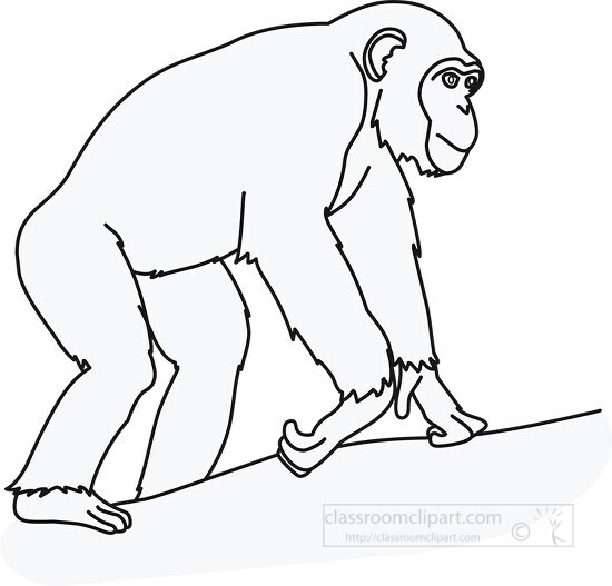 Free chimpanzee walking 02 outline - Classroom Clipart