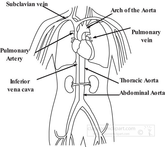 circulatory system diagram outline - Classroom Clip Art