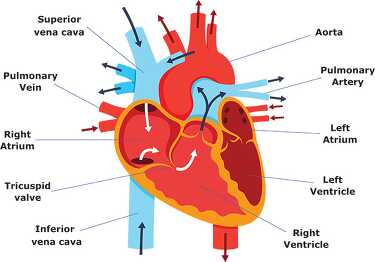 color heart diagram parts labeledanatomy clipart - Classroom Clip Art